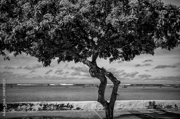Fototapeta Wind Twisted Tree on the Beach Path  in Honolulu Hawaii.