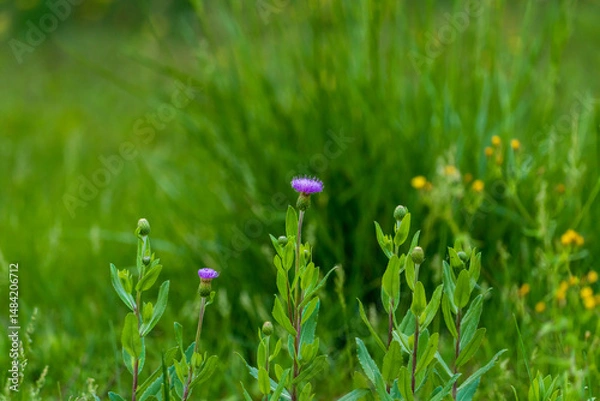 Obraz thistle on green color bokeh background
