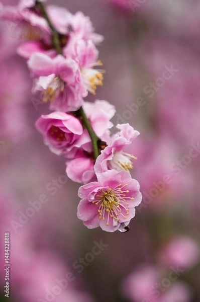 Fototapeta 優雅に咲く枝垂れ梅