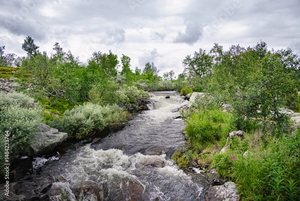 Fototapeta A tranquil river stream flows through lush greenery in Fulufjället National Park, showcasing the natural beauty of Dalarna, Sweden on a cloudy day