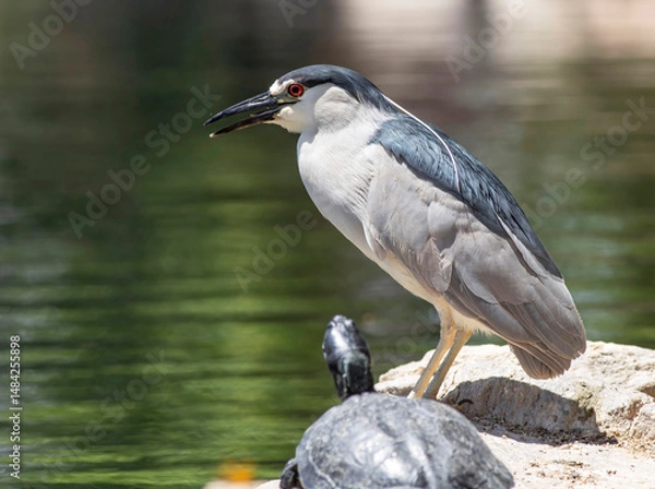 Obraz Heron
