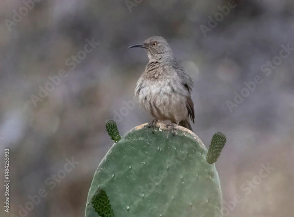 Obraz Bird on cactus