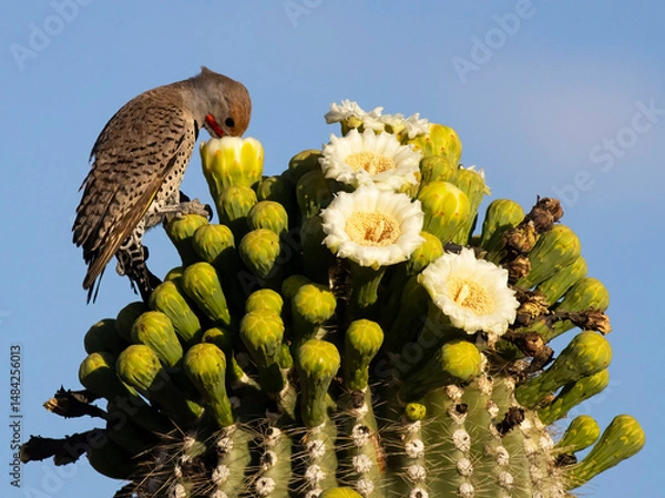 Obraz bird on cactus