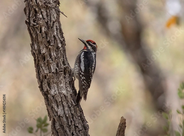 Obraz woodpecker on tree