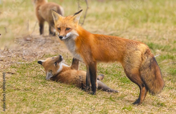 Obraz Red Fox And Pup