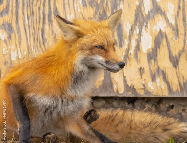 Obraz A Close Up Of A Male Fox