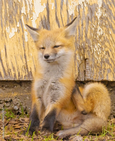 Obraz Close Up Of Fox Pup
