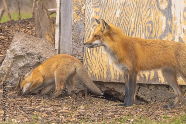 Obraz Rex Fox With Pup Close By