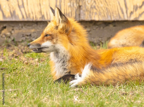 Obraz A Close Up Of A Male Fox