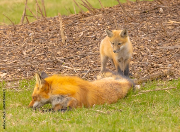 Obraz Red Fox Pup And Dad