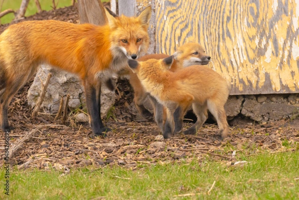 Obraz Red Fox And Two Playful Pups