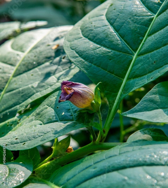 Obraz Flowers of Atropa belladonna, commonly known as belladonna or deadly nightshade.