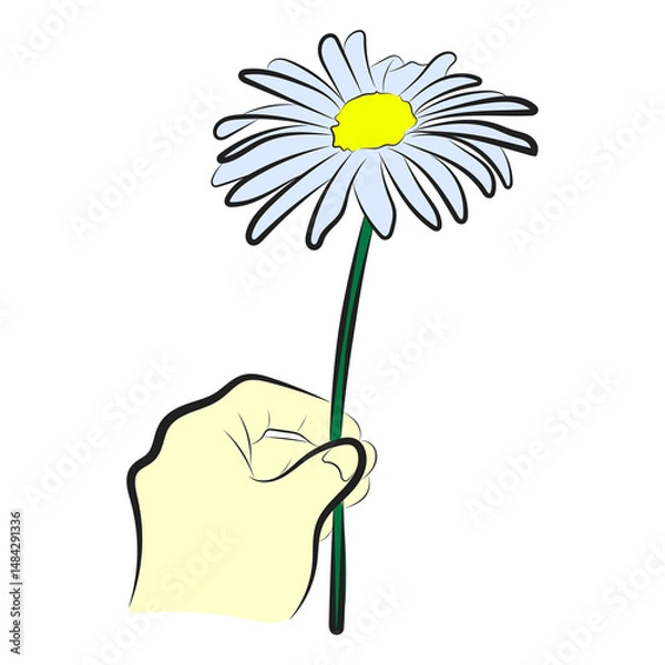 Fototapeta Single Daisy Flower in Hand – Minimalist Vector Illustration