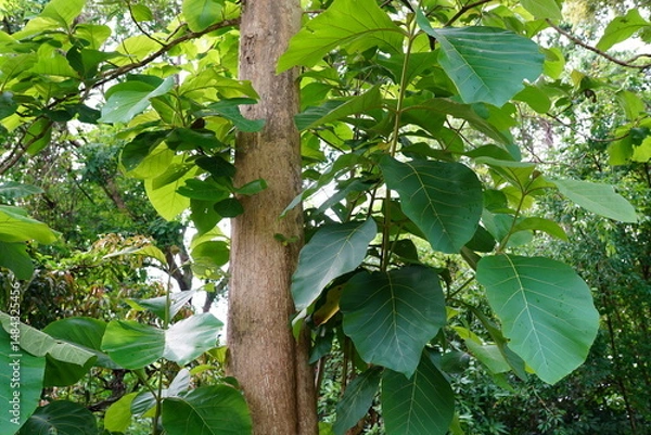 Fototapeta Tectona grandis is a large deciduous tree in summer.