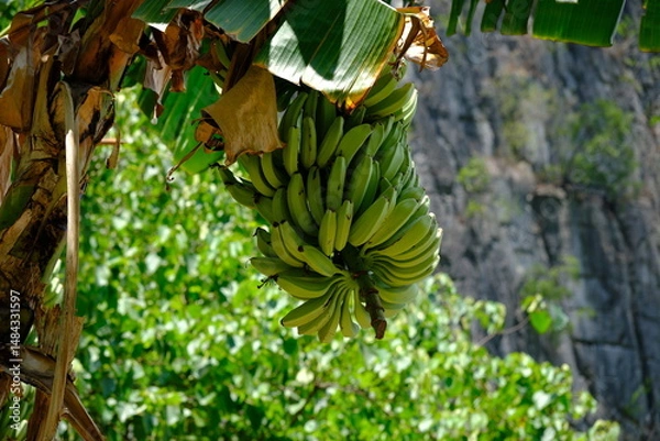 Fototapeta banana tree
