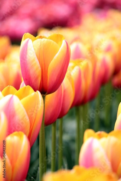 Obraz ツートンカラーのチューリップ