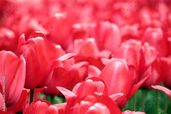 Obraz 赤いチューリップ