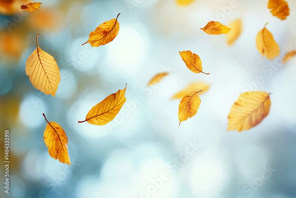 Fototapeta Golden maple leaves hanging from the top over a soft blue bokeh background, perfect for seasonal or nature-themed designs.