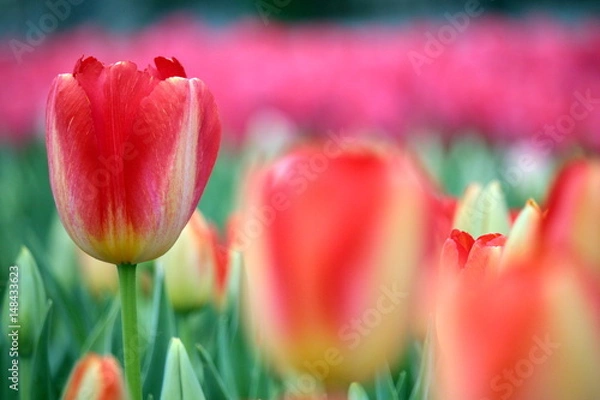 Obraz 赤いチューリップ