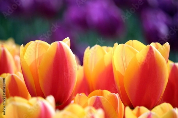 Obraz ツートンカラーのチューリップ