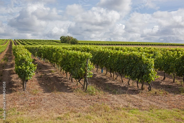 Fototapeta Rows of green of grapevine on the brown ground at summertime in famous vineyards of region Cognac, France