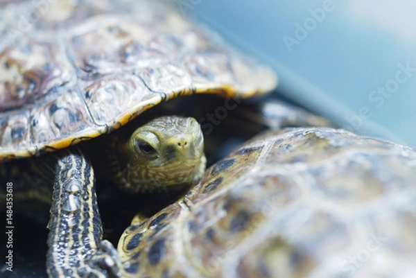 Obraz Turtles basking together in a serene environment