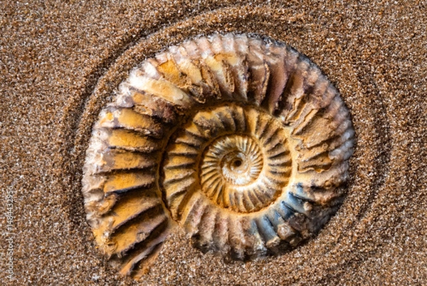 Fototapeta Fossilized ammonite in sand spiral pattern prehistoric life ancient ocean sediment natural history.
