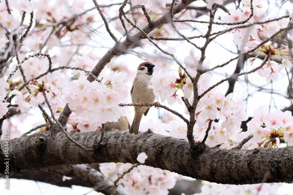 Obraz 桜とスズメ