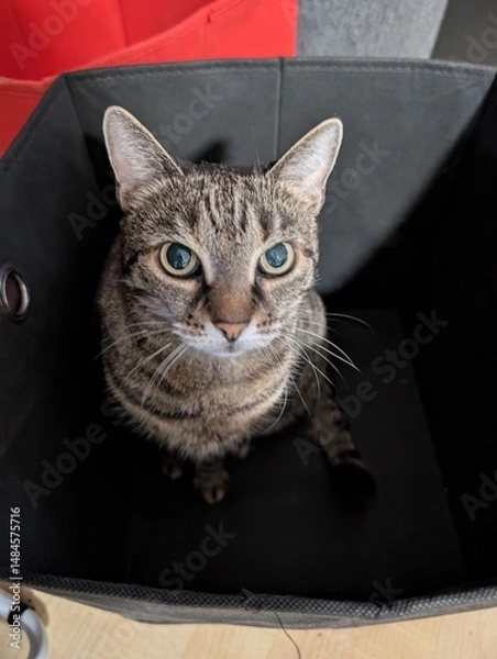 Obraz Katze in Kiste