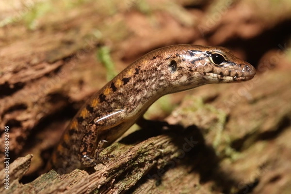 Fototapeta Yellow-blotched forest-skink (Eulamprus tigrinus/Concinnia tigrina)
