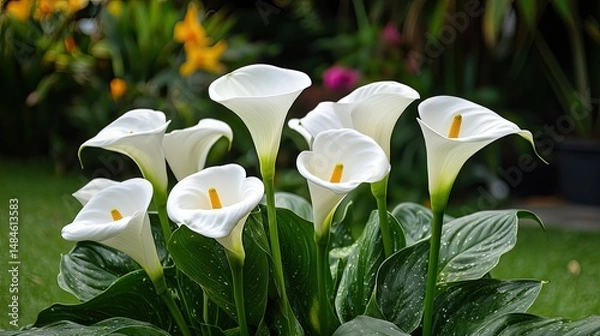 Obraz A cluster of white, bell-shaped flowers blooms atop a tall green stalk, surrounded by long, narrow sword-like leaves.