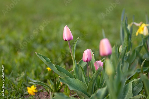 Fototapeta Fresh tulips with pink buds on a blurred background