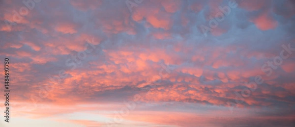 Fototapeta horizontal sunset sky background with seldom mammatus clouds, pink lighted in the evening