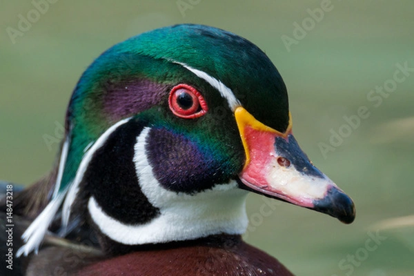 Obraz Wood Duck - Aix Sponsa