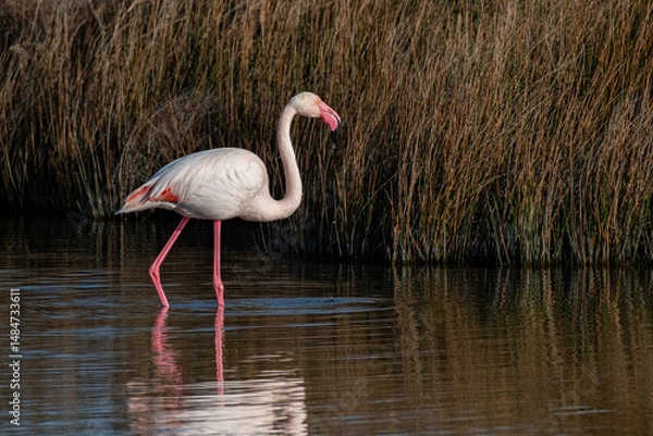 Fototapeta Flamant rose dans une mare
