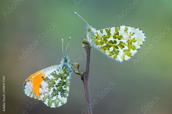Obraz the orange tip - Anthocharis cardamines