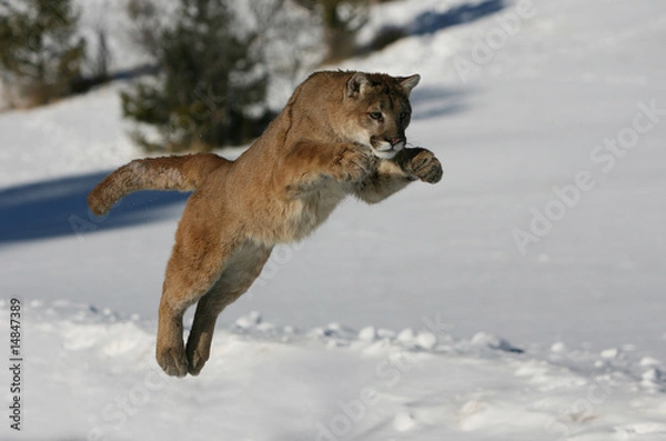 Obraz Mountain Lion jumping
