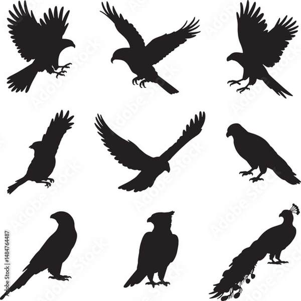 Obraz Collection of bird silhouettes eagles falcons parrot and peacock in flight and standing