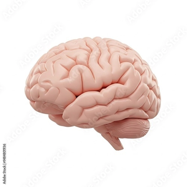 Fototapeta A realistic 3D illustration of a human brain, showing detailed folds and structure on a white background.