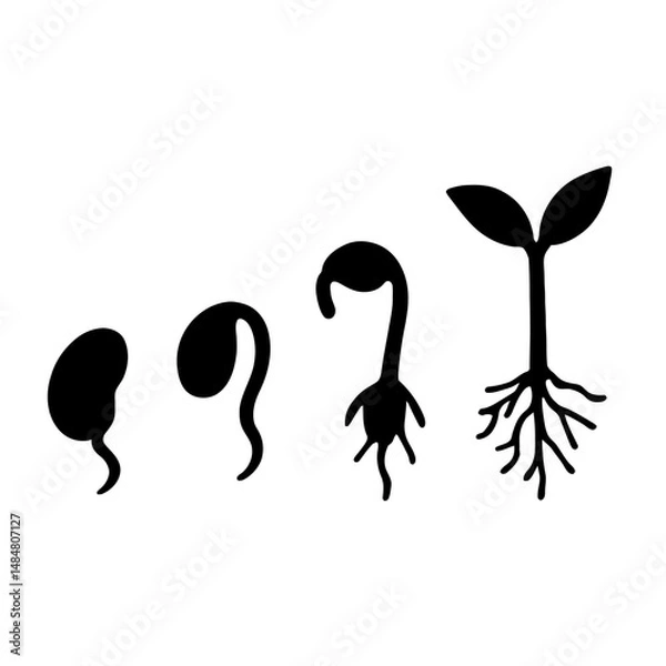 Fototapeta Seed germination stages vector illustration growth process from seed to plant development life cycle