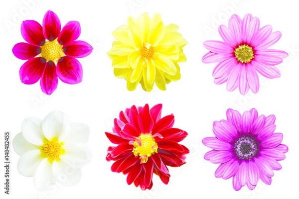 Fototapeta collection chrysanthemum isolated on white background