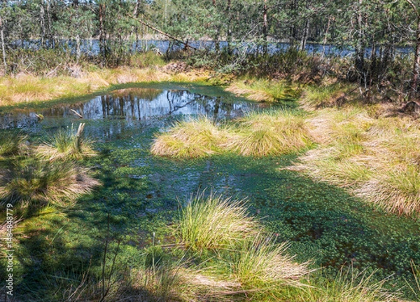 Obraz Beautiful summer landscape with swamp .