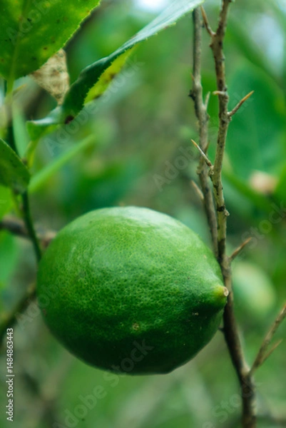 Fototapeta green lime on forest. lime fruit. vitamin c