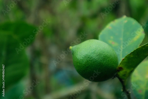Fototapeta green lime on forest. lime fruit. vitamin c