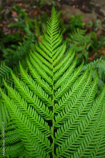 Obraz Filigranes Blatt des tasmanischen Baumfarns im Regenwald