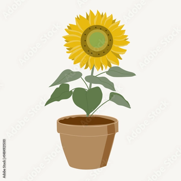 Fototapeta Flat vector sunflower isolated in pot, botany blossom