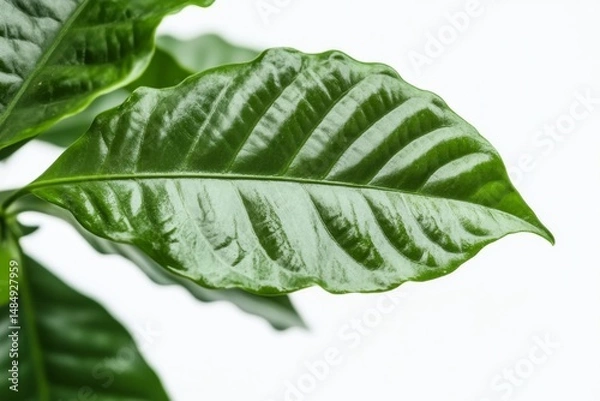 Fototapeta green coffee  leaves isolated on white background