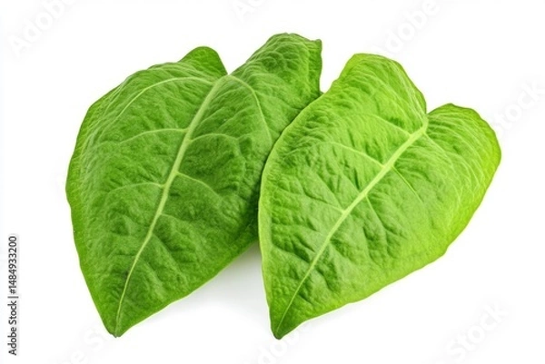 Fototapeta fresh green leaf