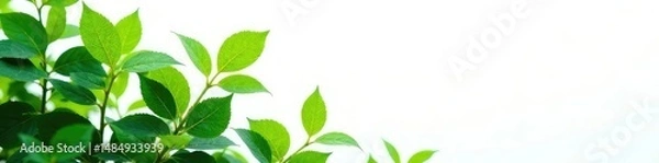 Obraz Isolated foliage against a bright white backdrop, background, nature, foliage
