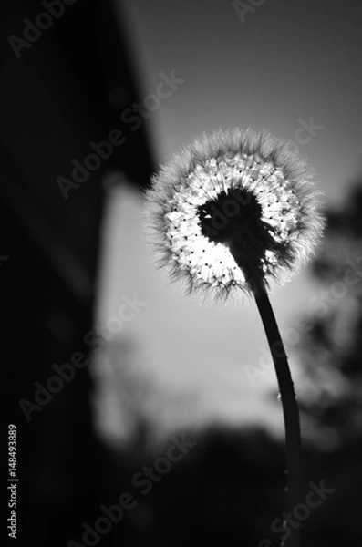 Obraz Dandelion 4